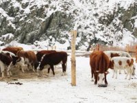 В животноводческих хозяйствах Тувы началась зимовка скота