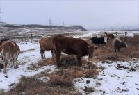 Мэрия Кызыла оштрафует владельца стада свободно пасущихся коров