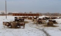 В Туве о проблемах с зимовкой скота можно будет сообщить по телефону горячей линии