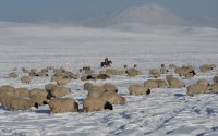 В Туве зимовка скота осложняется сильными холодами и ветрами