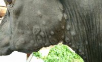 В Туве утилизировали более 70 голов скота после вспышки узелкового дерматита