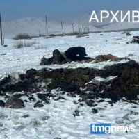 В Кызылском районе нерадивые хозяева бросили павших коров