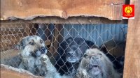 В Кызыле открыли приют для безнадзорных собак
