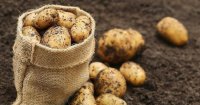 В Кызыле началась раздача семенного картофеля нуждающимся семьям