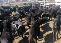 Тувинская пуховая порода коз подтверждена федеральными экспертами