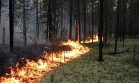 В Туве за сутки ликвидировано три лесных пожара