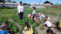 Школьные приусадебные участки в селе Хондергей начали давать урожай
