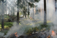 В Туве потушены все лесные пожары