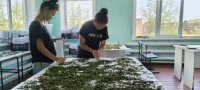Развитие производства лекарственных растений в Ботаническом саду ТувГУ