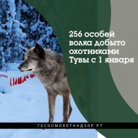 В Туве продолжают борьбу с волками, вознаграждая охотников