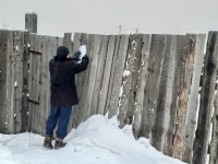 Владельцы собак на самовыгуле пополнили городской бюджет штрафами на 385 тыс рублей