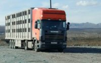 На пункте Шивилиг инспекторы пресекли завоз в Туву двух лошадей из Краснотуранского и Емельяновского районов Красноярского края без ветдокументов