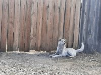 В Туве принят порядок регистрации домашних животных