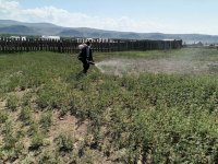 В Кызыле начата работа по уничтожению дикорастущей конопли гербицидами