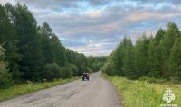 В Туве в тайге ведутся поиски пропавших при сборе дикоросов женщины и ее 9-летнего ребенка, а также собирателя орехов