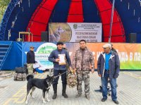 В Туве наградили хозяев лучших охотничьих собак В Туве наградили хозяев лучших охотничьих собак