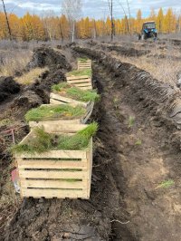 Энергетики Тувы высадили 3000 сосен в Тандинском кожууне для восстановления леса после пожара