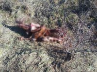 В Пий-Хемском кожууне Тувы пропавшего со свободного выпаса жеребца обглодали волки