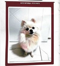 Померанского шпица Марго из Тувы благополучно выпустили в Таиланд