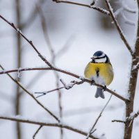 В Туве этой ночью температура местами опустится до -38°С