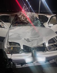 В Туве с начала года произошло 136 дорожных аварий из-за животных на свободном выпасе