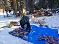 В Туве охотинспекторы изъяли у браконьеров 15 туш кабарги, двух медведей, марала и соболя