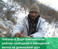 В Дзун-Хемчикском районе Тувы неуловимый волк давит домашний скот