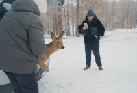 В Туве зооволонтеры помогли спасти раненую дикую косулю