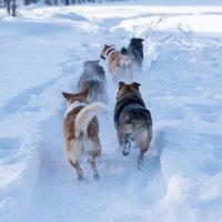 В Кызыле ввели режим экстраординарной ситуации, начинается массовый отлов собак