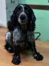 В Туве таможенники ищут дом для завершившего службу спаниэля Анзора