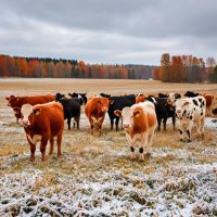  Более 809 тысяч животных зарегистрировано в Туве в рамках проекта «Хорриот»