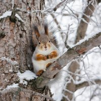 По Туве сегодня ночью ожидается до -39°С, прогнозируется ветер