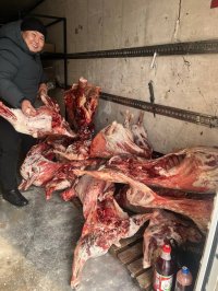 Молодой фермер из Тес-Хемского кожууна Тувы Ундес Чангы-оол направил 11 мясных туш землякам на СВО