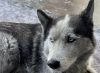 В аэропорту Кызыла погибшего на СВО хозяина ждет верный пес