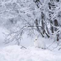 Зима не хочет уходить из Тувы: прогнозируется до −35°С