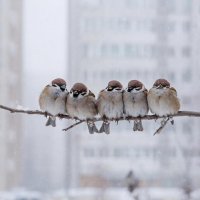 Зима в Туве не отступает: снова морозы до -35°С в ночь на 4 марта