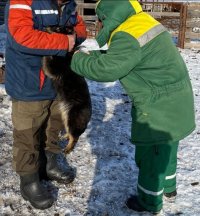 В Улуг-Хемском районе Тувы за год привили почти 900 хозяйских собак и кошек