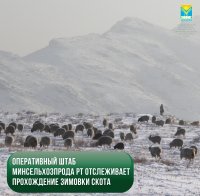 До конца зимовки у животноводов Тувы остается 93 тыс тонн кормов