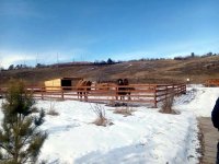 Тува планирует закупить 150 коров молочных пород из соседней Хакасии