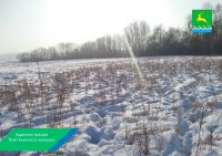 Россельхознадзор обязал арендатора неиспользуемого сельхозучастка очистить его от сорной растительности