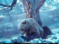 Бурый медведь попался в фотоловушку заповедной зоны «Монгун-Тайга» в Туве