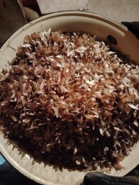 В Балгазынском лесничестве Тувы заготавливают семена для будущего таежного леса