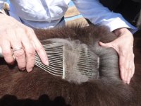 Жителей Тувы научат профессионально чесать коз