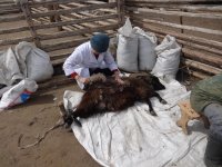 Жителей Тувы научат профессионально чесать коз