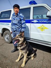 Полиция Тувы ищет новых хозяев служебным овчаркам-пенсионерам