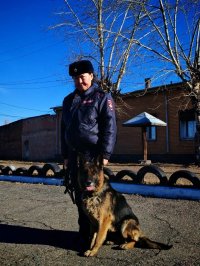 Полиция Тувы ищет новых хозяев служебным овчаркам-пенсионерам