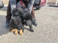 В Туву завезли потомков степного волка из Монголии