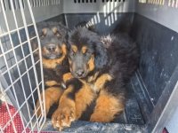 В Туву завезли потомков степного волка из Монголии