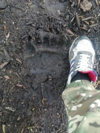В Туве сегодня завершается весенний сезон охоты на медведя