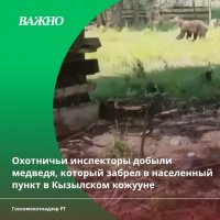В Туве застрелили медведя, который забежал в село к людям